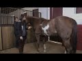 How to Measure a Horse&#39;s Respiration Rate