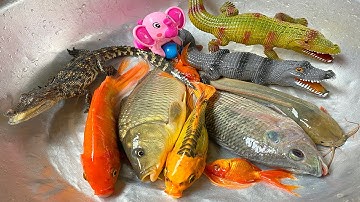 Kem Chanel và con mèo đi bắt cá được cá chép, cá vàng, cá sấu, con vịt, con cua, thả về bể bơi