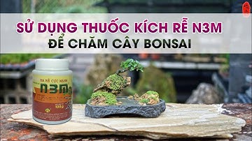 Sử dụng thuốc kích rễ N3M để chăm cây bonsai | Kinh nghiệm bản thân