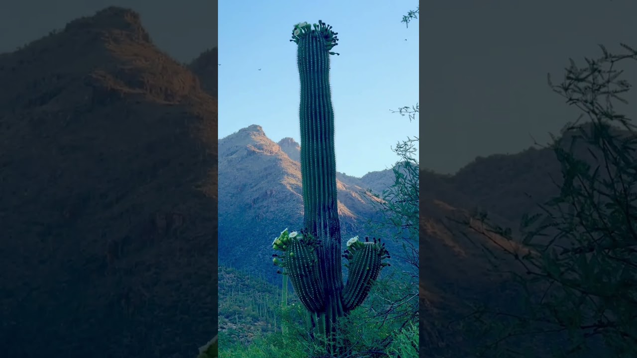 Morning walk, deer, doves, life is good 6-3-2024