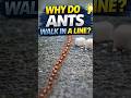 Why Do Ants Always Walk in a Line? 🐜 (It’s Not Random!)螞蟻為什麼總是排成一條線?其實不是隨機的!