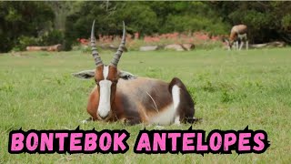 Cooldown with this compilation of BONTEBOK ANTELOPES by Cooldown Compilation 810 views 3 months ago 2 minutes, 56 seconds