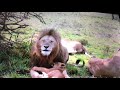 Father lion spend a day with the cubs