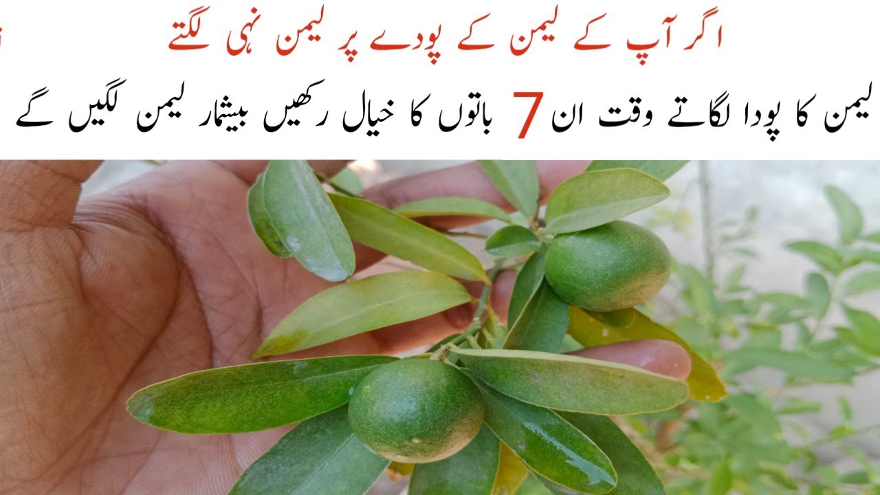 How to Grow Lemon Plant Lemon Plant Lete waqt In Baton ka dihan