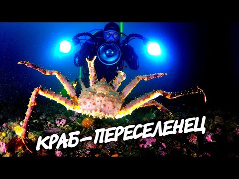 Видео: Вкусный и опасный камчатский краб