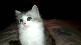 CUTE KITTEN  II  CHEEKY FACE by Wandafullvideo 60 views 3 years ago 37 seconds