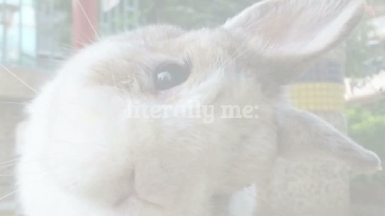 u are such a cute bunny 🤍 rabbit appearance.