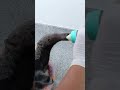 POV: you're bottle feeding a rescued anteater 🍼 #Shorts