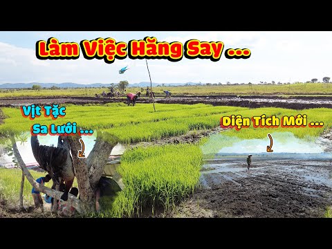 Thế Nhân || Bất Ngờ Em Vịt Tặc Đầu Tiên Ở Nông Trại Mới Đã Tự Dính Vào Lưới Tàng Hình .