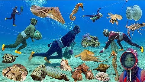 Lần Đầu Tiên Bắt Được Con Cá Ngựa Siêu To Và Thợ Lặn Bội Thu Nhiều Hải Sản Kiếm Tiền Triệu | Cảnh 86