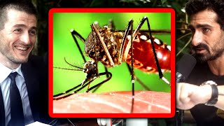 Mosquitoes in Amazon jungle | Paul Rosolie and Lex Fridman