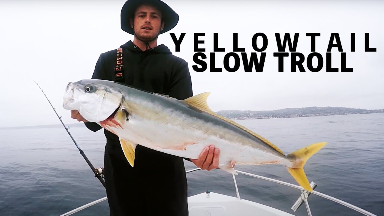 Slow Troll Yellowtail