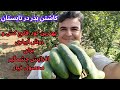 کاشتن خیار از صفر تا برداشت محصول تمام مراحل و نکات مهم که باعث افزایش باردهی و بالا رفتن کیفیت میشه 