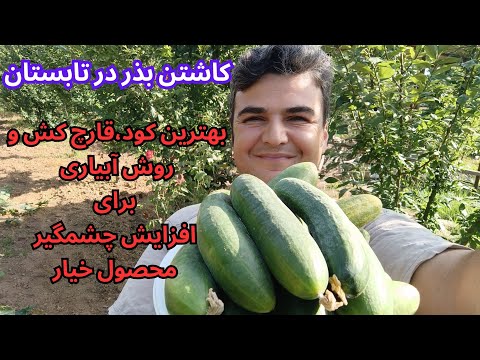 کاشتن خیار از صفر تا برداشت محصول تمام مراحل و نکات مهم که باعث افزایش باردهی و بالا رفتن کیفیت میشه