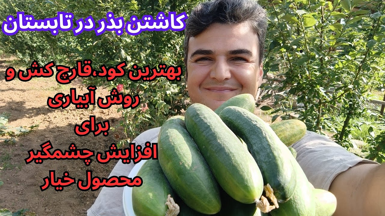 کاشتن خیار/از صفر تا برداشت محصول تمام مراحل و نکات مهم که باعث افزایش باردهی و بالا رفتن کیفیت میشه