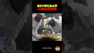 【ミツバチ視点】人間からの逃走劇