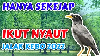 Download Lagu Pancingan Jalak Kebo Stres Macet Bunyi Langsung Nyaut Dengar Suara Khas Jalak Kebo GAcor MAntap MP3