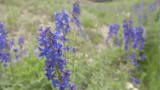 Wildflower Guide: Beautiful Native Plants on Utah's Wasatch Plateau