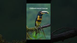 Collared aracari toucan at Choco toucan reserve &amp; bird Lodge in Ecuador. #toucans