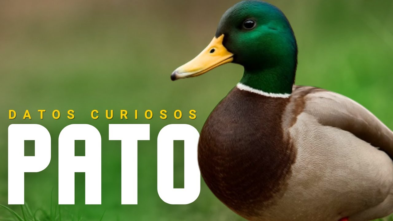 PATO: EL ANIMAL SUBESTIMADO QUE GANARÁ TU ADMIRACIÓN | Documental en español