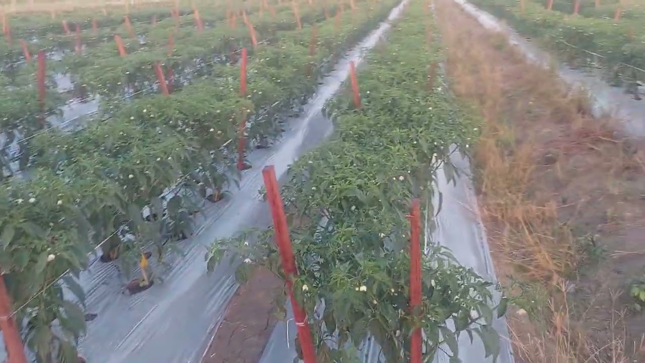 pengocoran pupuk organik super soil pd cabe imperial