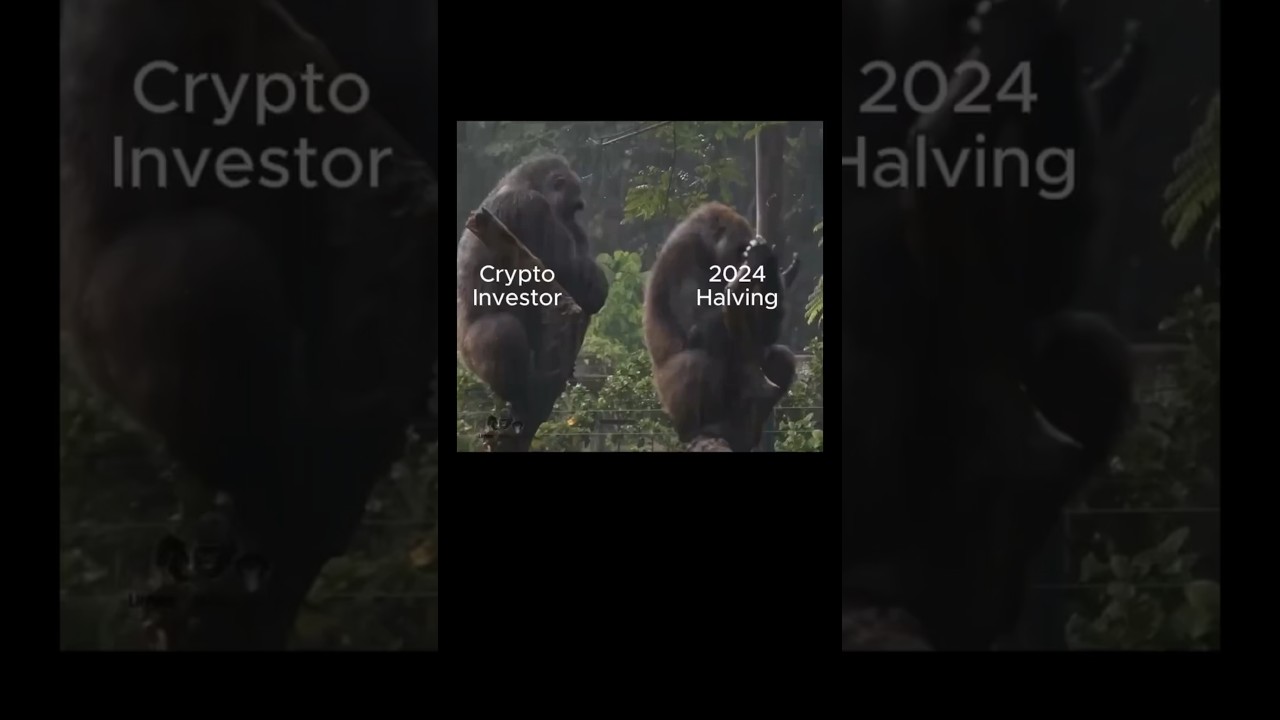 🦍 Gorilla Gets Pissed Off! 💢👊