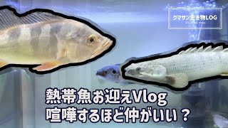 熱帯魚お迎え 喧嘩勃発 90cm水槽 水合わせ 大型魚 Vlog Youtube