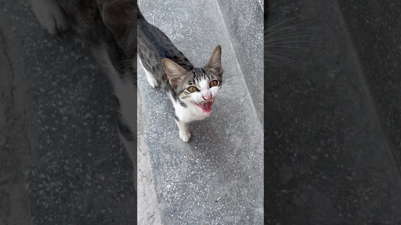 cat video ! cat voice ! cat sound ! cat meowing 