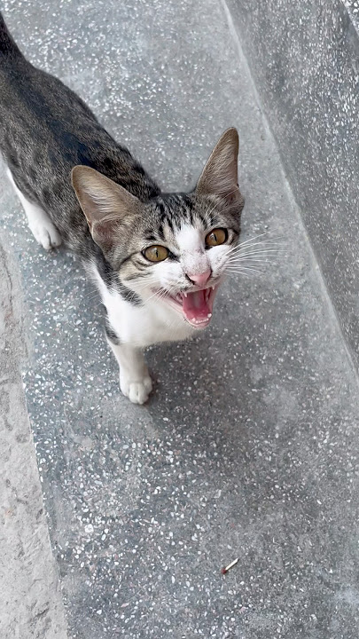 cat video ! cat voice ! cat sound ! cat meowing #shorts #short #youtubeshorts #cat #cats #catsounds