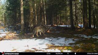 Trail Cam Northern Ontario Winter 2024