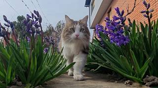 Relaxing Cat Video 373