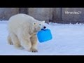飼育員さんに駆け寄るマルル~Polar Bears