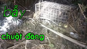 Theo chân cao thủ săn chuột đồng miền tây.Không ngờ bắt được quá nhiều.