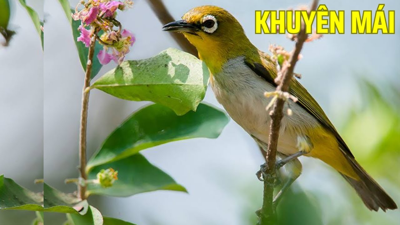 Khuyênmasi kích trống , kích bổi nhanh căng líu nhất