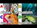 ABC phonics animals | ABC Sea Animals song | English and Animals for Kids | Alphabets Kids Song