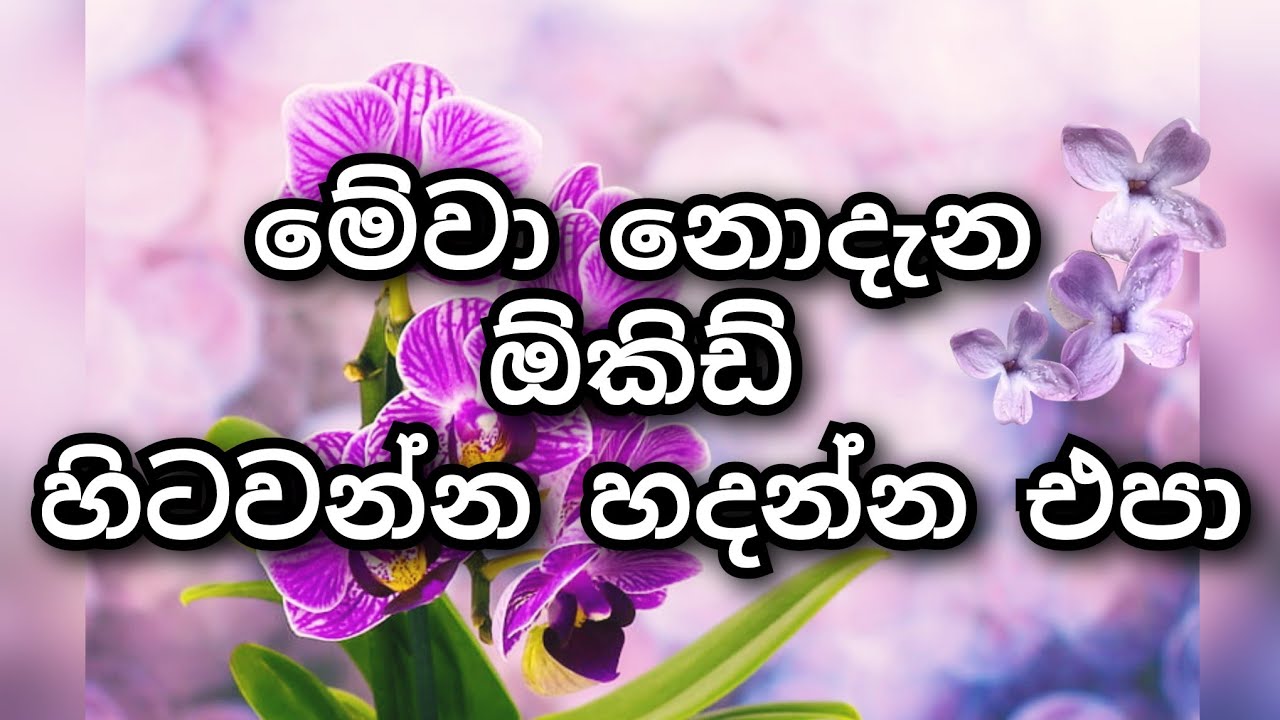 මෙච්චර කාලයක් අපි ඕකිඩ් හිටෙව්වේ වැරදියටද?🙄😱😨