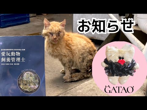 猫田さん - YouTube
