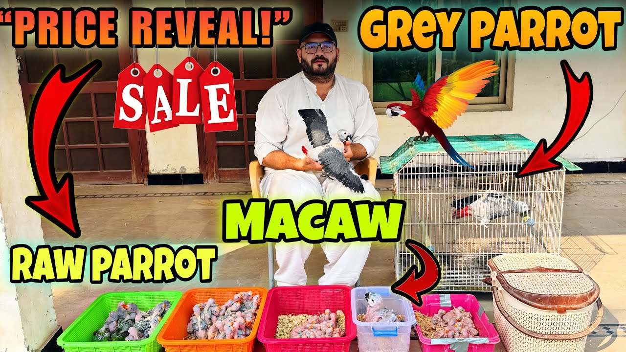Grey Parrot, Macaw & Raw Baby Parrots Price in Pakistan 2026 | Big Sale Reveal 🎉