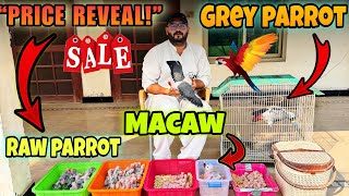 Grey Parrot, Macaw & Raw Baby Parrots Price in Pakistan 2026 | Big Sale Reveal 🎉
