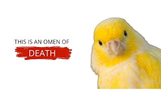 Why The Canarian Bird Have One Death Sensor ? | Serinus Canaria