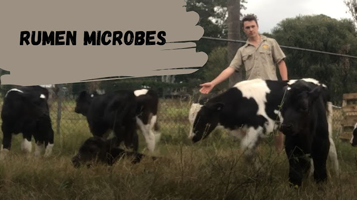 Rumen Microbes - The Function of Microbes in the Rumen