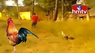 A chicken attacking a raised person hmtv Telugu News