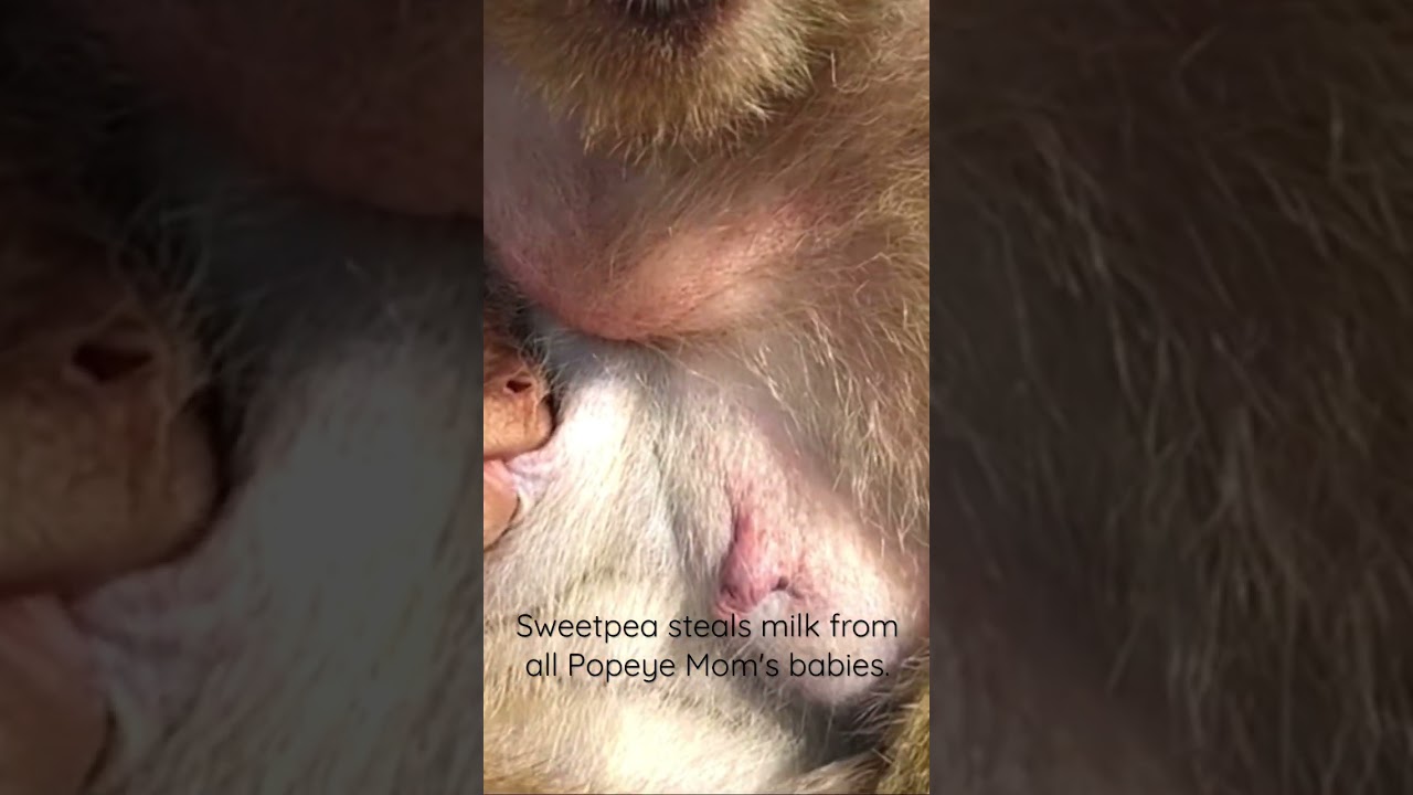 Sweetpea steals milk from all Popeye Mom's babies.