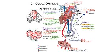 Placentaria circulacion ppt feto