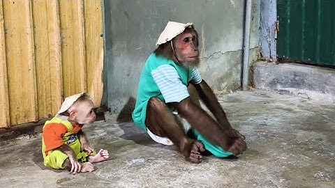 CUTIS funny & baby monkey plan to escape from mistake😂