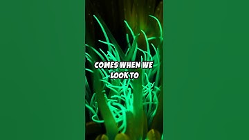 Bioluminescence: Natures Glow & Future Tech