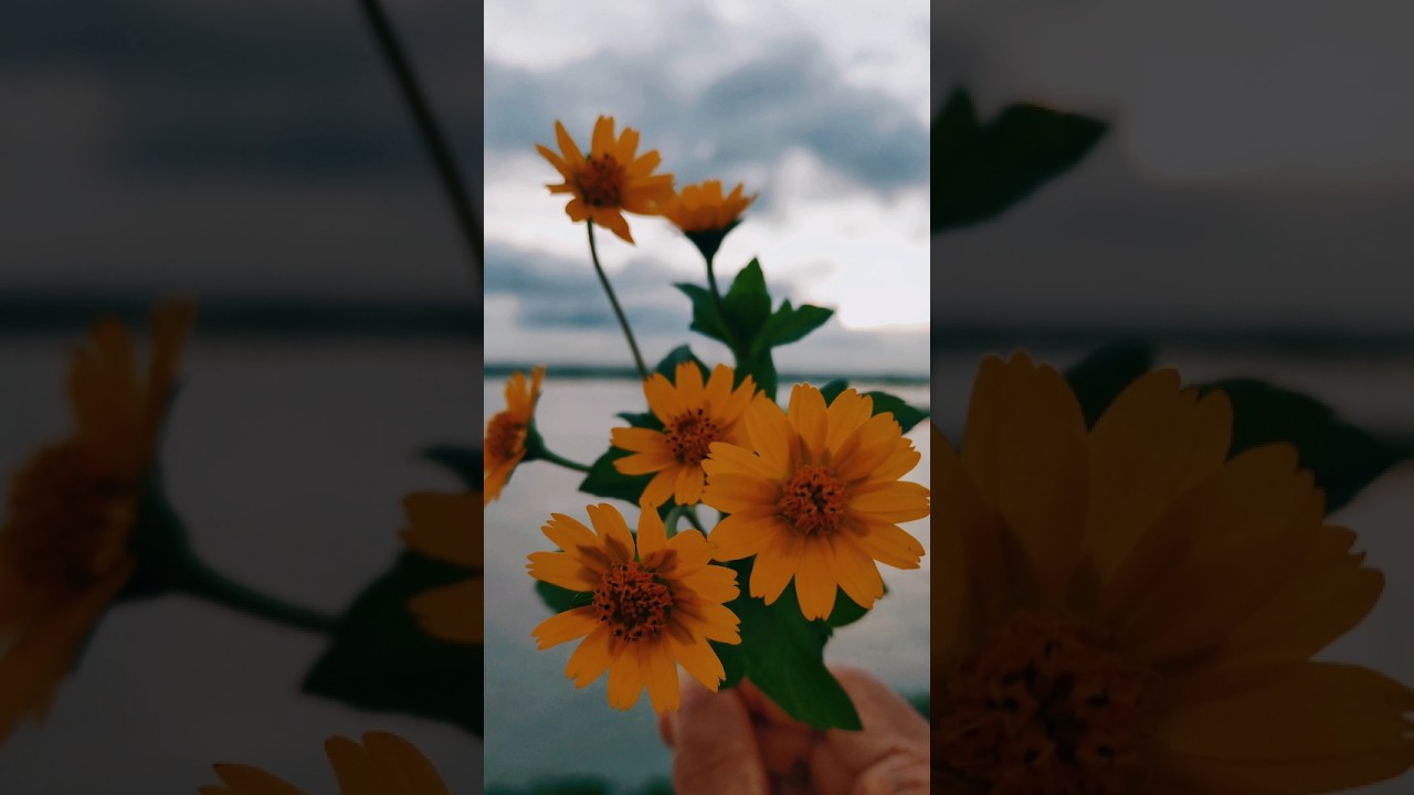 Petals in the Wind 🌼 | Flower Dance | Nature’s Calm 