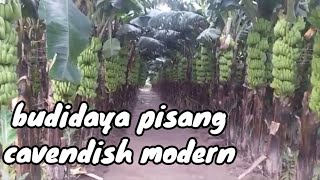Budidaya pisang cavendish modern