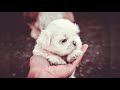 Shih tzu avantages et inconvnients prix comment choisir faits soins histoire