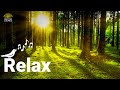 Sorgenfrei entspannen mit Waldgeräuschen & Musik 🌲 Schnell beruhigen & erholen